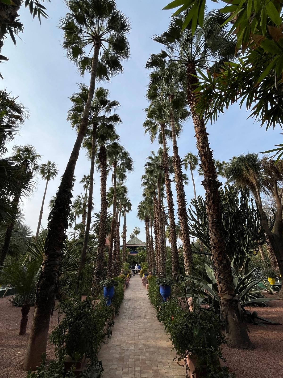 Allée de palmiers et pots bleus au Jardin Majorelle, Marrakech